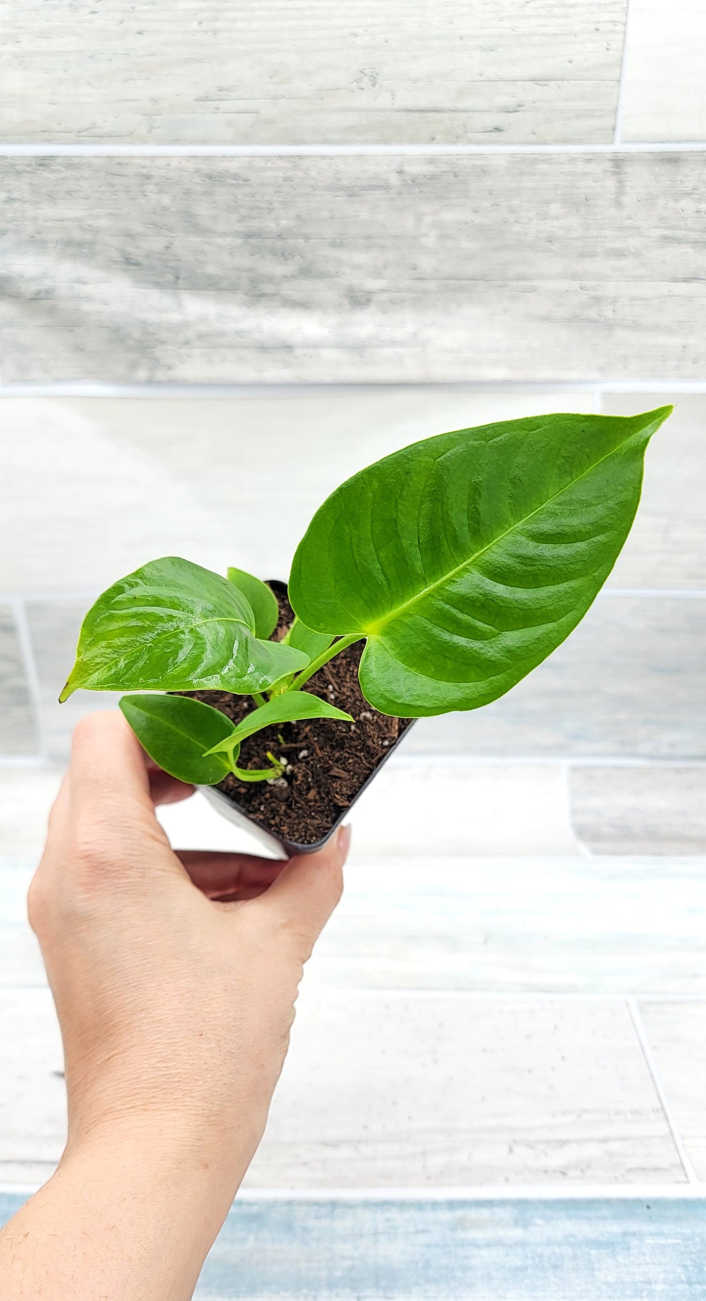 Anthurium veitchii King Live Rare Exotic Tropical Indoor House Plants Easy to Grow Housewarming Gift Decoration Gift for Home or Office By wishlistplant
