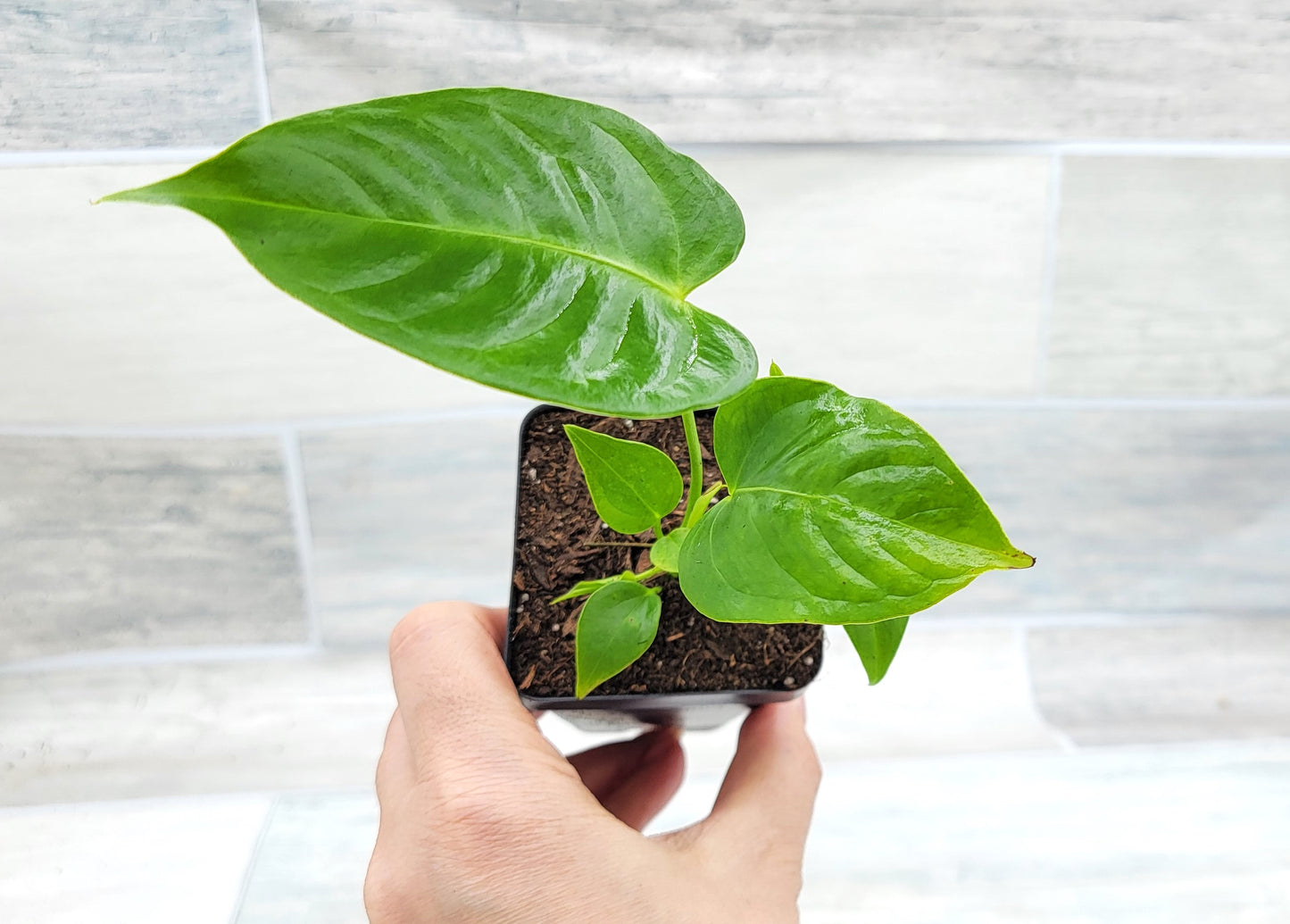 Anthurium veitchii King Live Rare Exotic Tropical Indoor House Plants Easy to Grow Housewarming Gift Decoration Gift for Home or Office By wishlistplant
