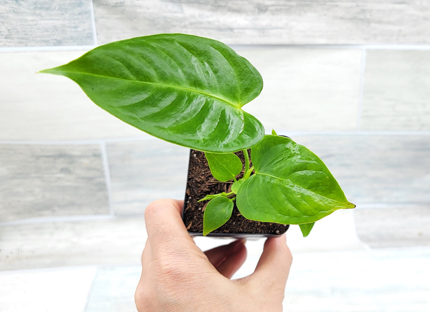 Anthurium veitchii King Live Rare Exotic Tropical Indoor House Plants Easy to Grow Housewarming Gift Decoration Gift for Home or Office By wishlistplant