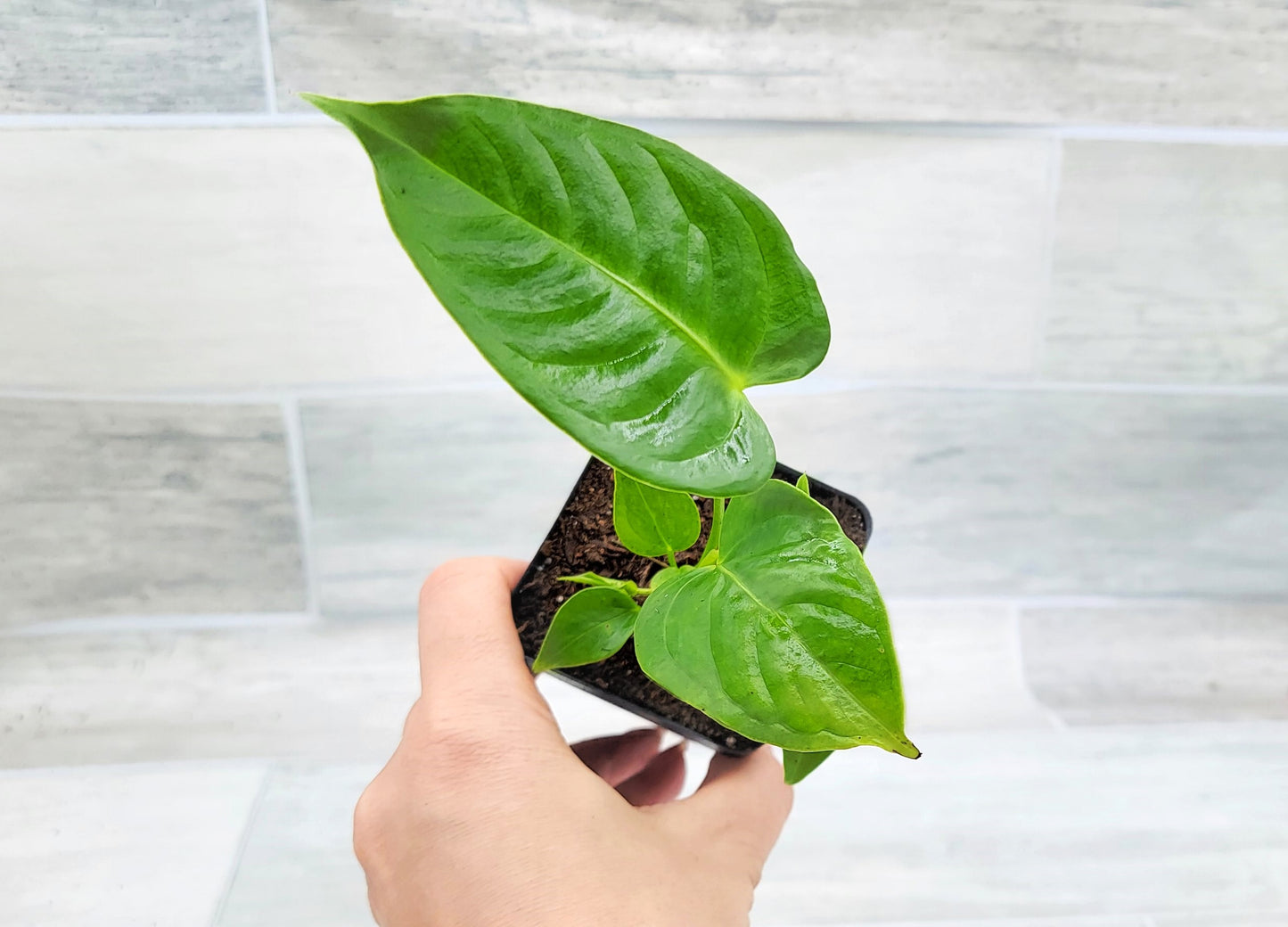 Anthurium veitchii King Live Rare Exotic Tropical Indoor House Plants Easy to Grow Housewarming Gift Decoration Gift for Home or Office By wishlistplant