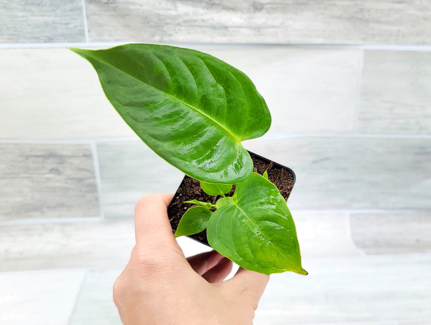 Anthurium veitchii King Live Rare Exotic Tropical Indoor House Plants Easy to Grow Housewarming Gift Decoration Gift for Home or Office By wishlistplant