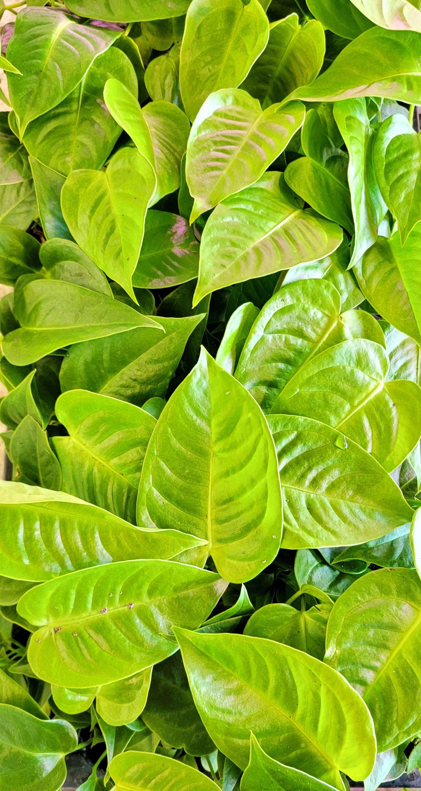 Anthurium veitchii King Live Rare Exotic Tropical Indoor House Plants Easy to Grow Housewarming Gift Decoration Gift for Home or Office By wishlistplant