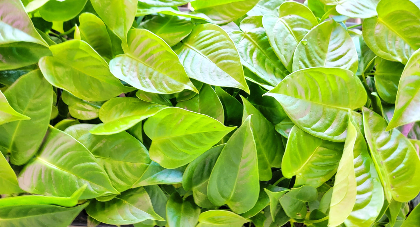 Anthurium veitchii King Live Rare Exotic Tropical Indoor House Plants Easy to Grow Housewarming Gift Decoration Gift for Home or Office By wishlistplant