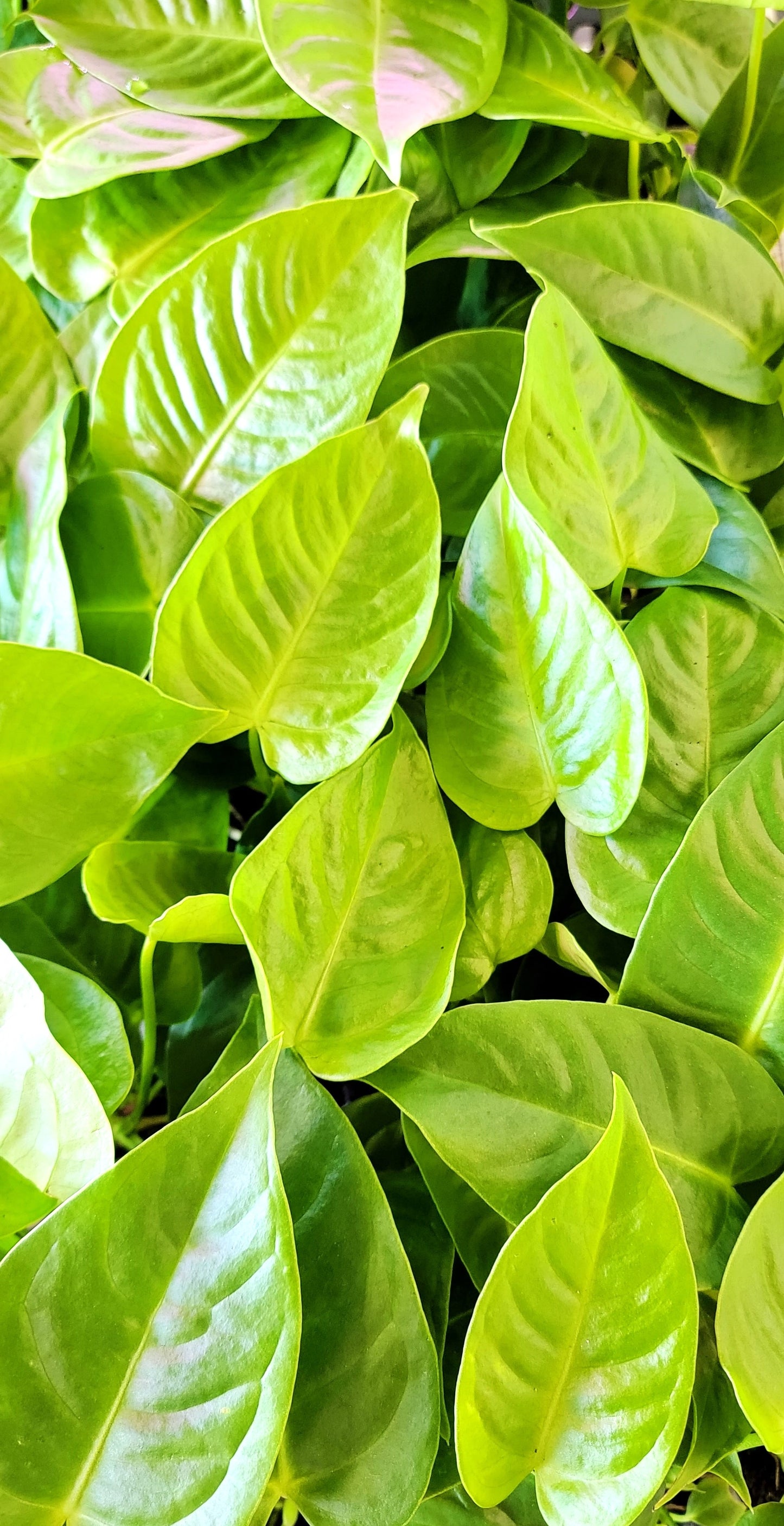 Anthurium veitchii King Live Rare Exotic Tropical Indoor House Plants Easy to Grow Housewarming Gift Decoration Gift for Home or Office By wishlistplant