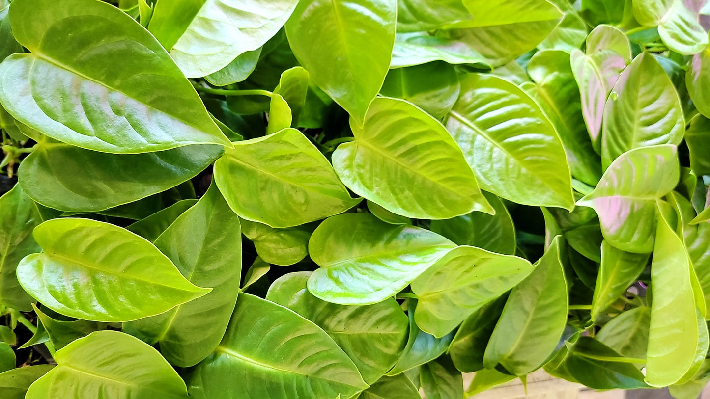 Anthurium veitchii King Live Rare Exotic Tropical Indoor House Plants Easy to Grow Housewarming Gift Decoration Gift for Home or Office By wishlistplant