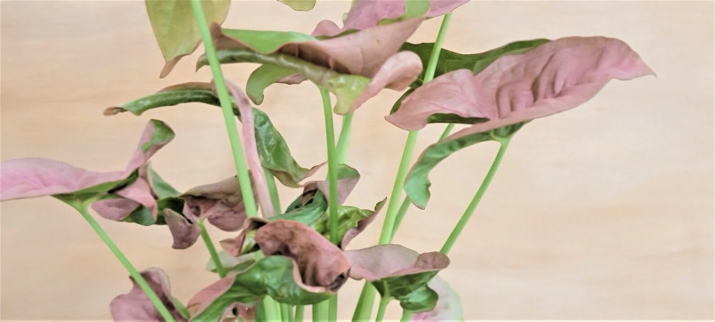 Syngonium pink , syngonium coral Butterfly Live Rare Houseplants All Plants are Fully Rooted Plants