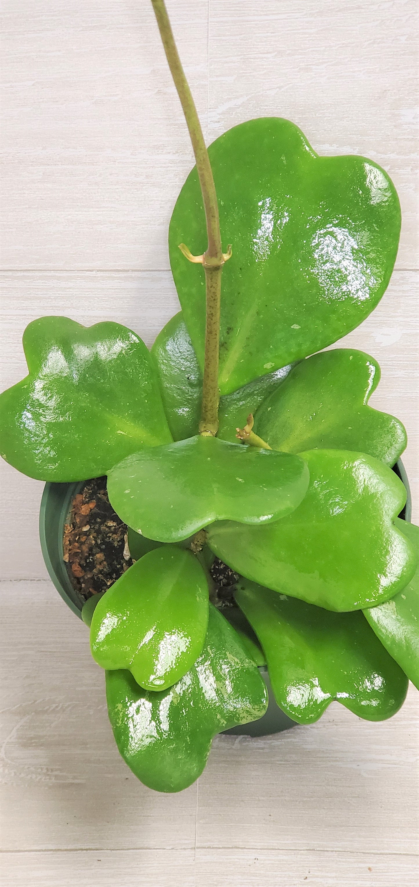 Hoya Kerrii live plant ,heart shape leaves plant Live Rare Houseplants All Plants are Fully Rooted Plants