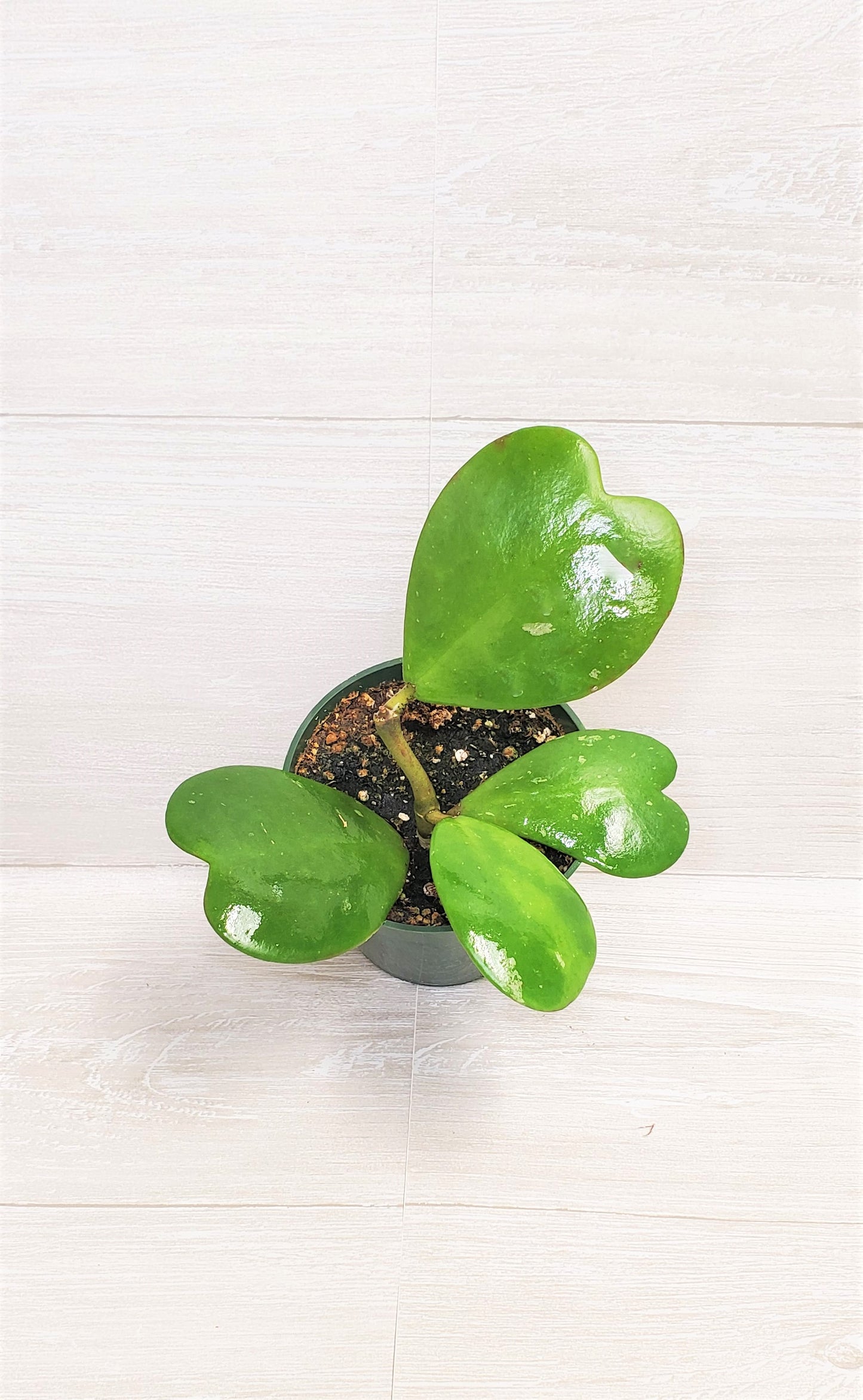 Hoya Kerrii live plant ,heart shape leaves plant Live Rare Houseplants All Plants are Fully Rooted Plants