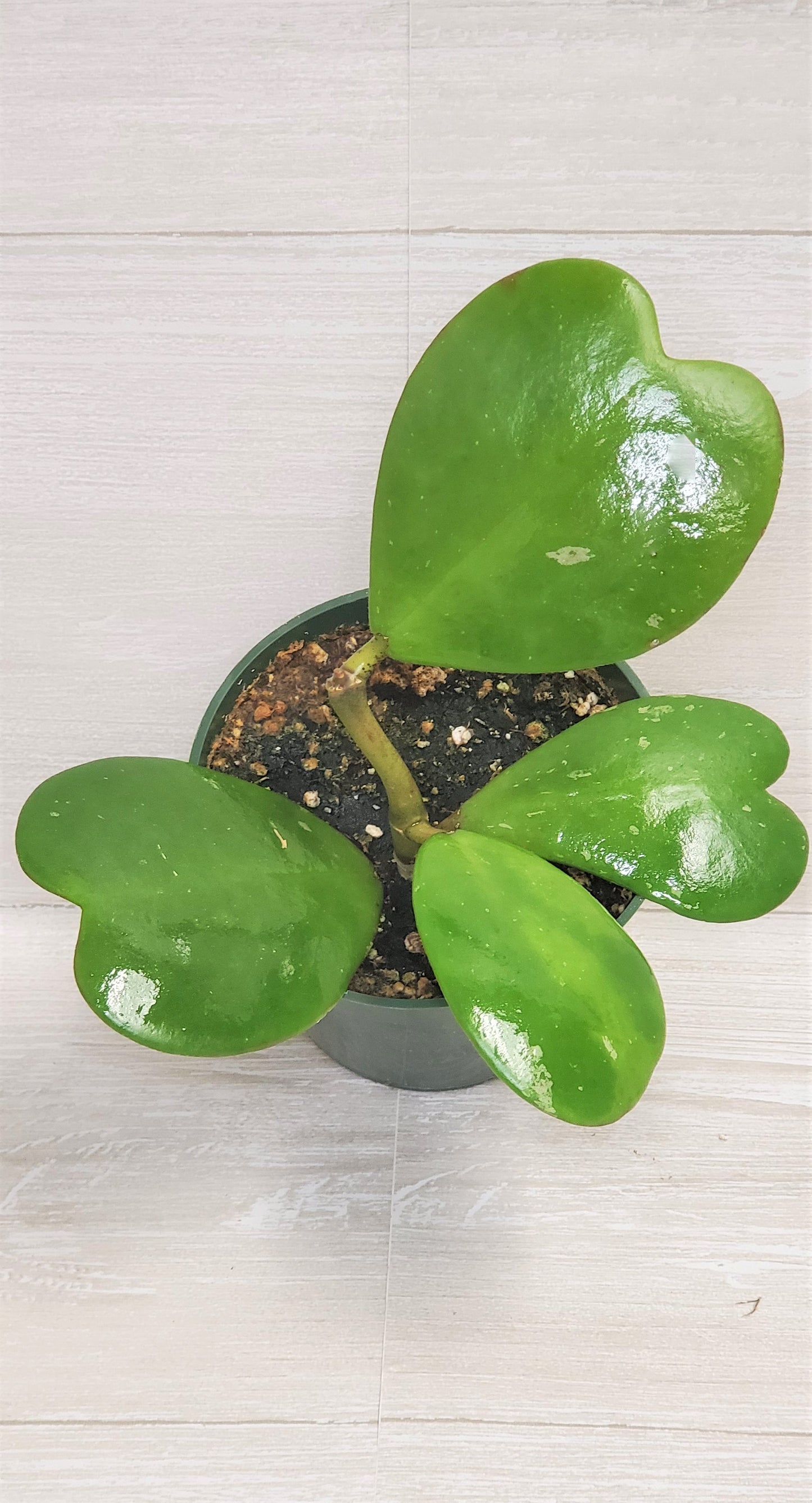 Hoya Kerrii live plant ,heart shape leaves plant Live Rare Houseplants All Plants are Fully Rooted Plants