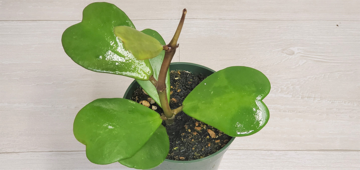 Hoya Kerrii live plant ,heart shape leaves plant Live Rare Houseplants All Plants are Fully Rooted Plants