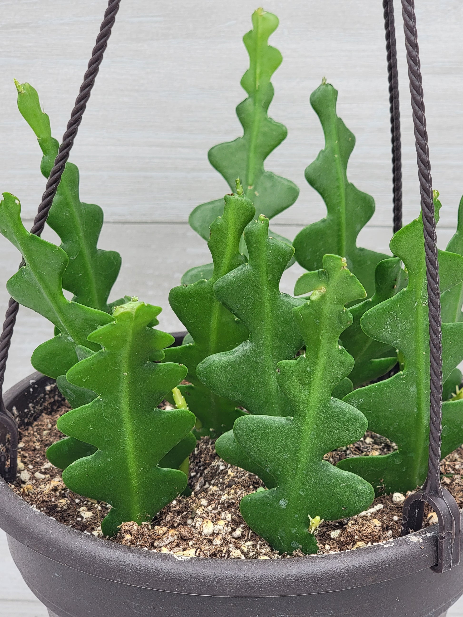Fishbone Cactus ,Epiphyllum Anguliger Ric Rac Cactus ,Zig Zag