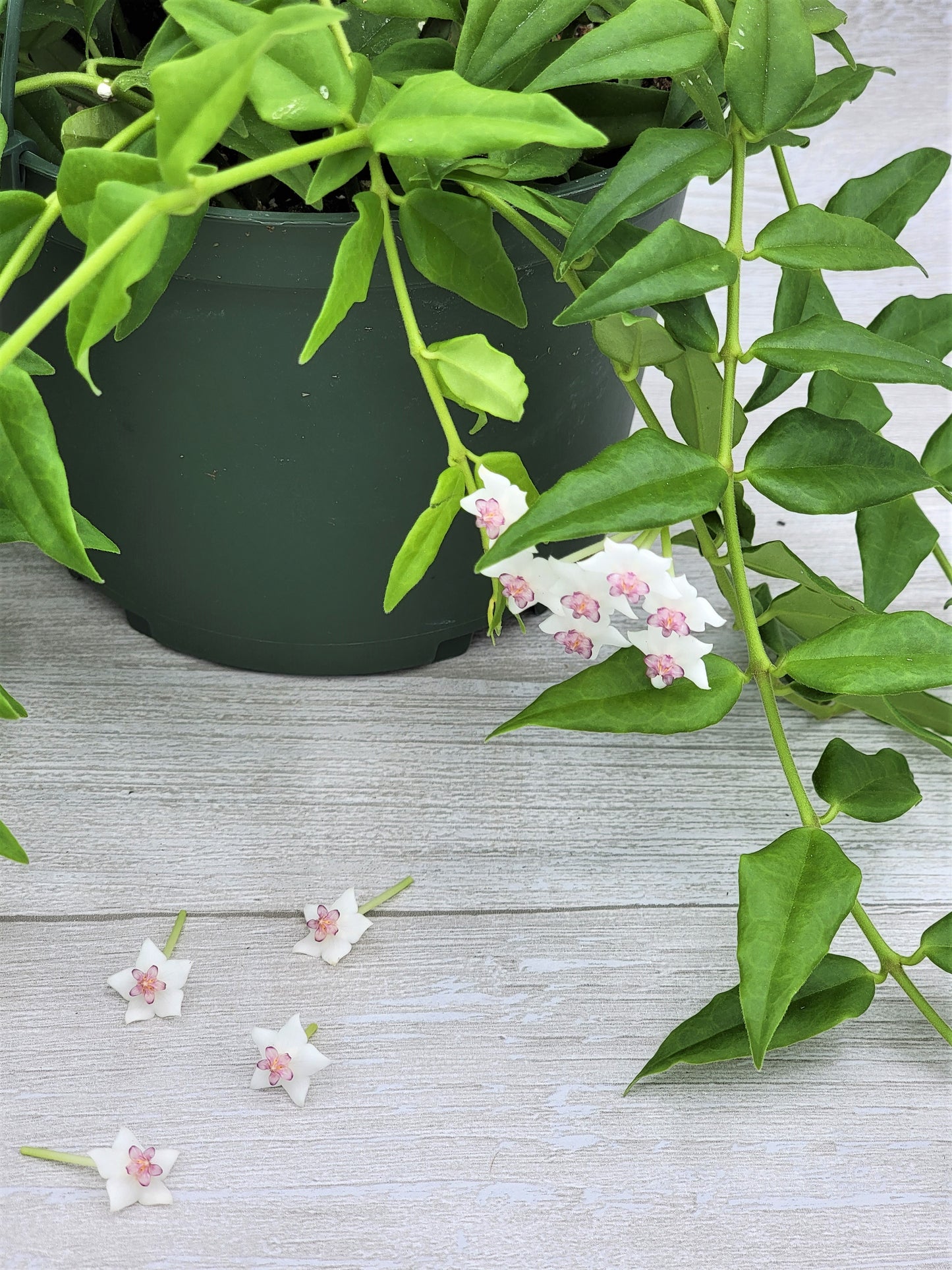 Hoya Bella Live Rare Houseplants All Plants are Fully Rooted Plants