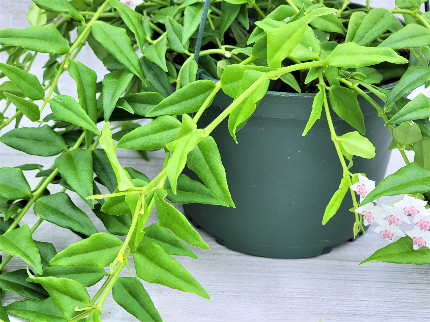 Hoya Bella Live Rare Houseplants All Plants are Fully Rooted Plants