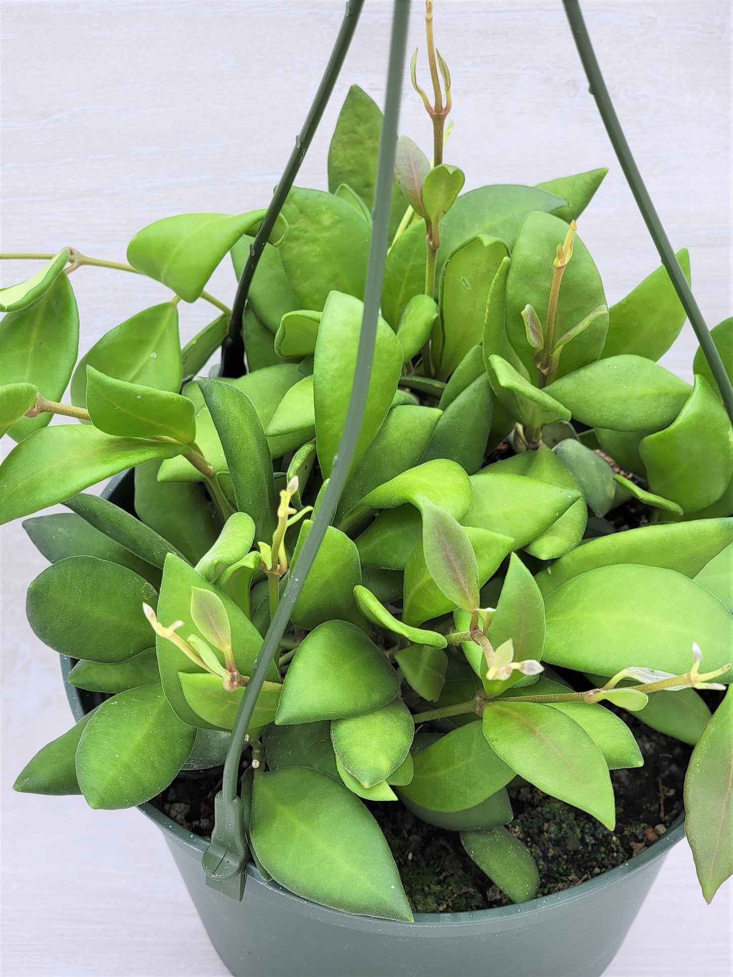 Hoya Burtoniae (Wayetii x Tsangii) Hoya sp. aff.  , Hoya Tsangii  Live Rare Houseplants All Plants are Fully Rooted Plants