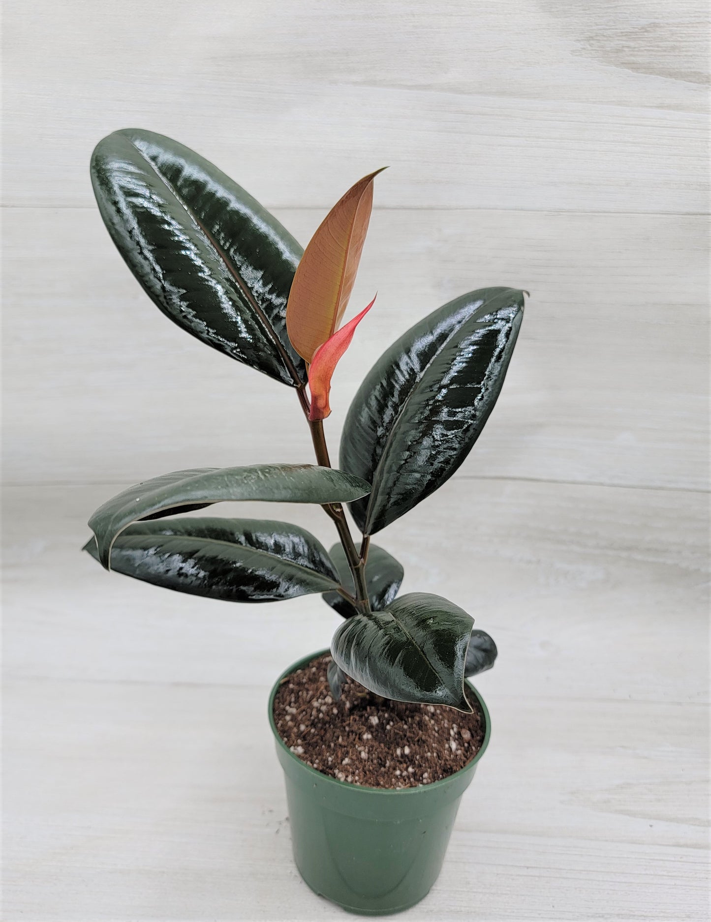 Ficus Burgundy ,Rare Variegated Rubber Plant ,Ficus Elastica Burgundy ,Rubber tree,  Live Rare Exotic Tropical Indoor House Plants Easy to Grow Housewarming Gift Decoration Gift for Home or Office By wishlistplant