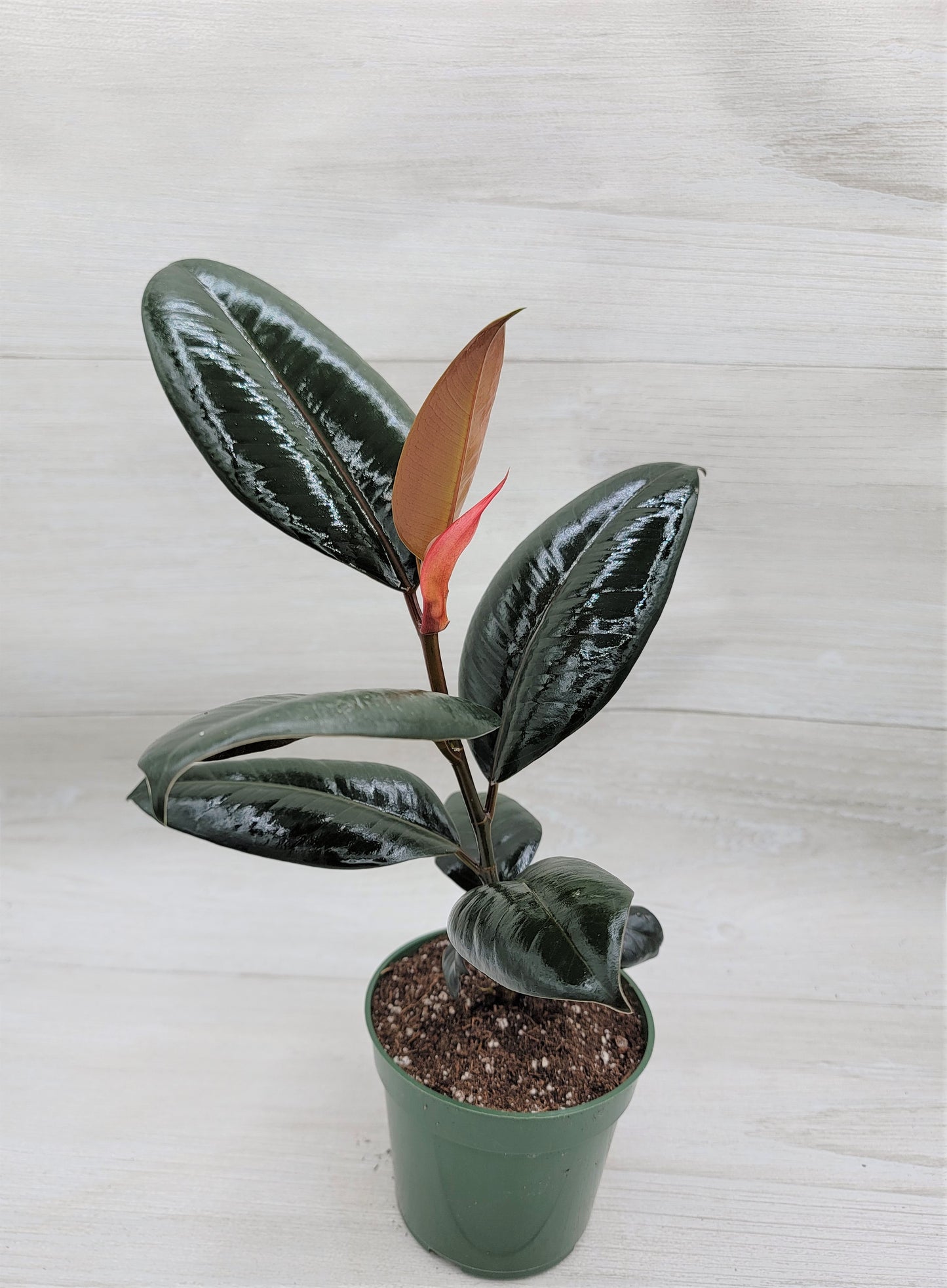 Ficus Burgundy ,Rare Variegated Rubber Plant ,Ficus Elastica Burgundy ,Rubber tree,  Live Rare Exotic Tropical Indoor House Plants Easy to Grow Housewarming Gift Decoration Gift for Home or Office By wishlistplant