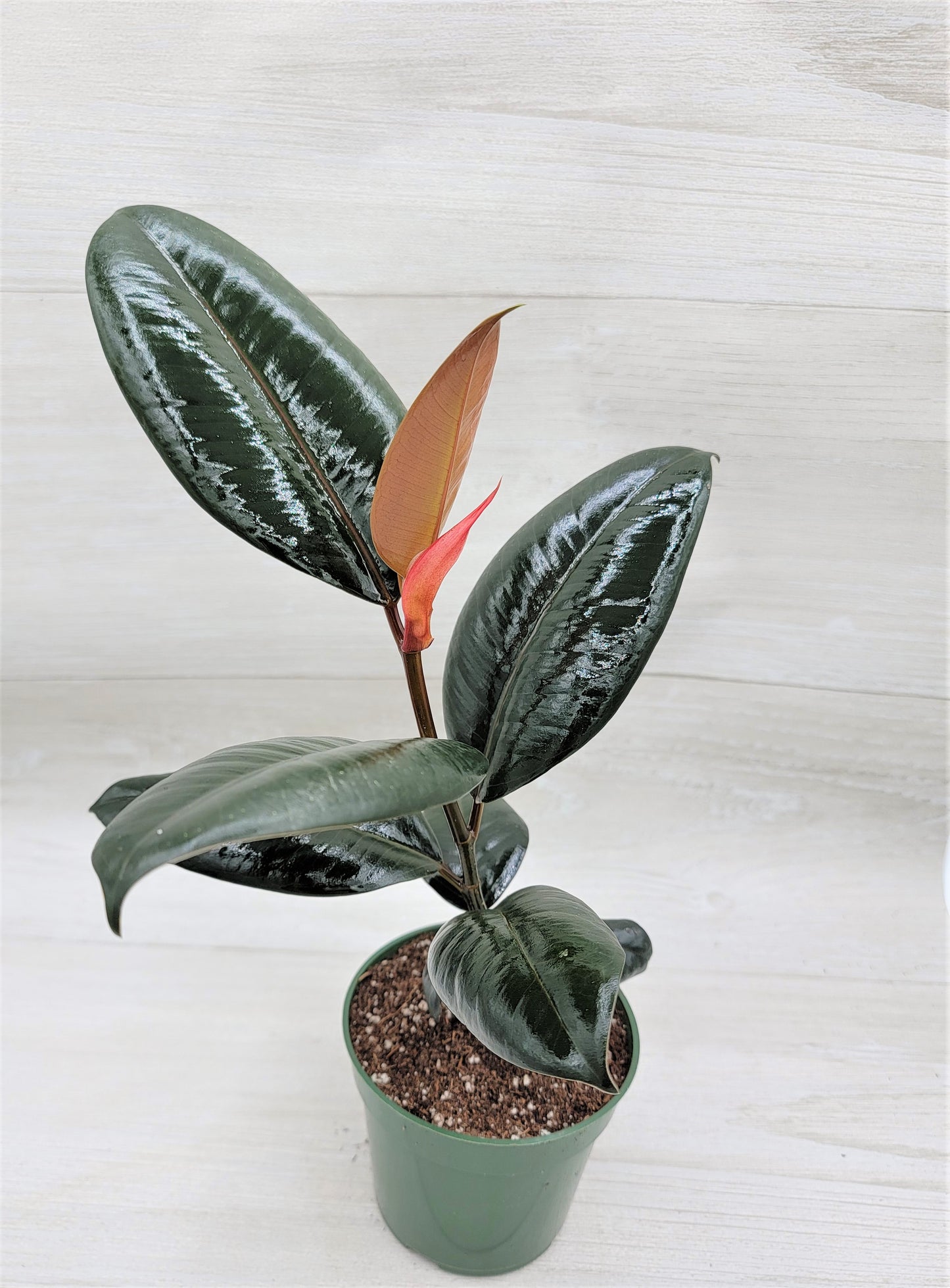 Ficus Burgundy ,Rare Variegated Rubber Plant ,Ficus Elastica Burgundy ,Rubber tree,  Live Rare Exotic Tropical Indoor House Plants Easy to Grow Housewarming Gift Decoration Gift for Home or Office By wishlistplant