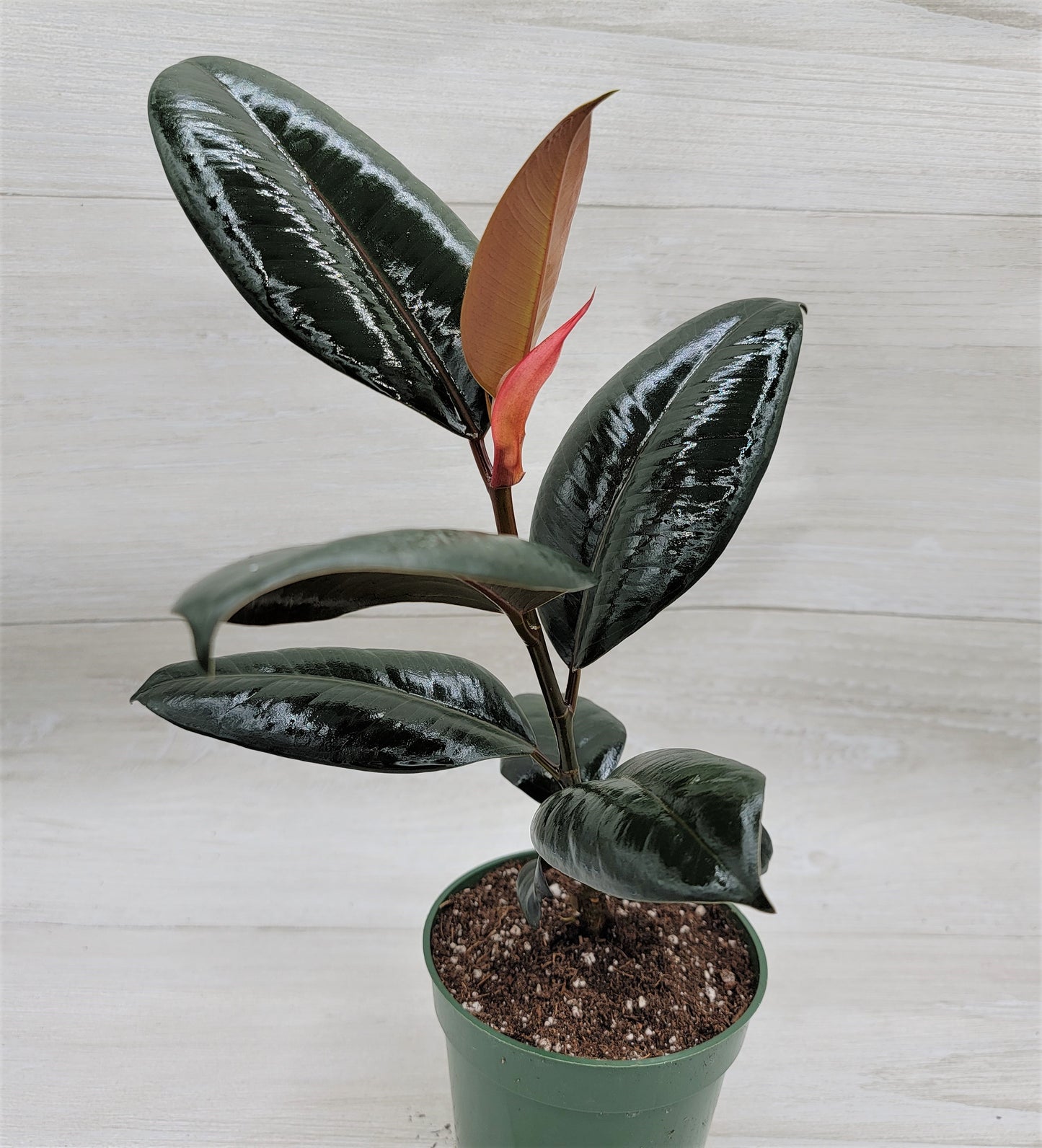 Ficus Burgundy ,Rare Variegated Rubber Plant ,Ficus Elastica Burgundy ,Rubber tree,  Live Rare Exotic Tropical Indoor House Plants Easy to Grow Housewarming Gift Decoration Gift for Home or Office By wishlistplant