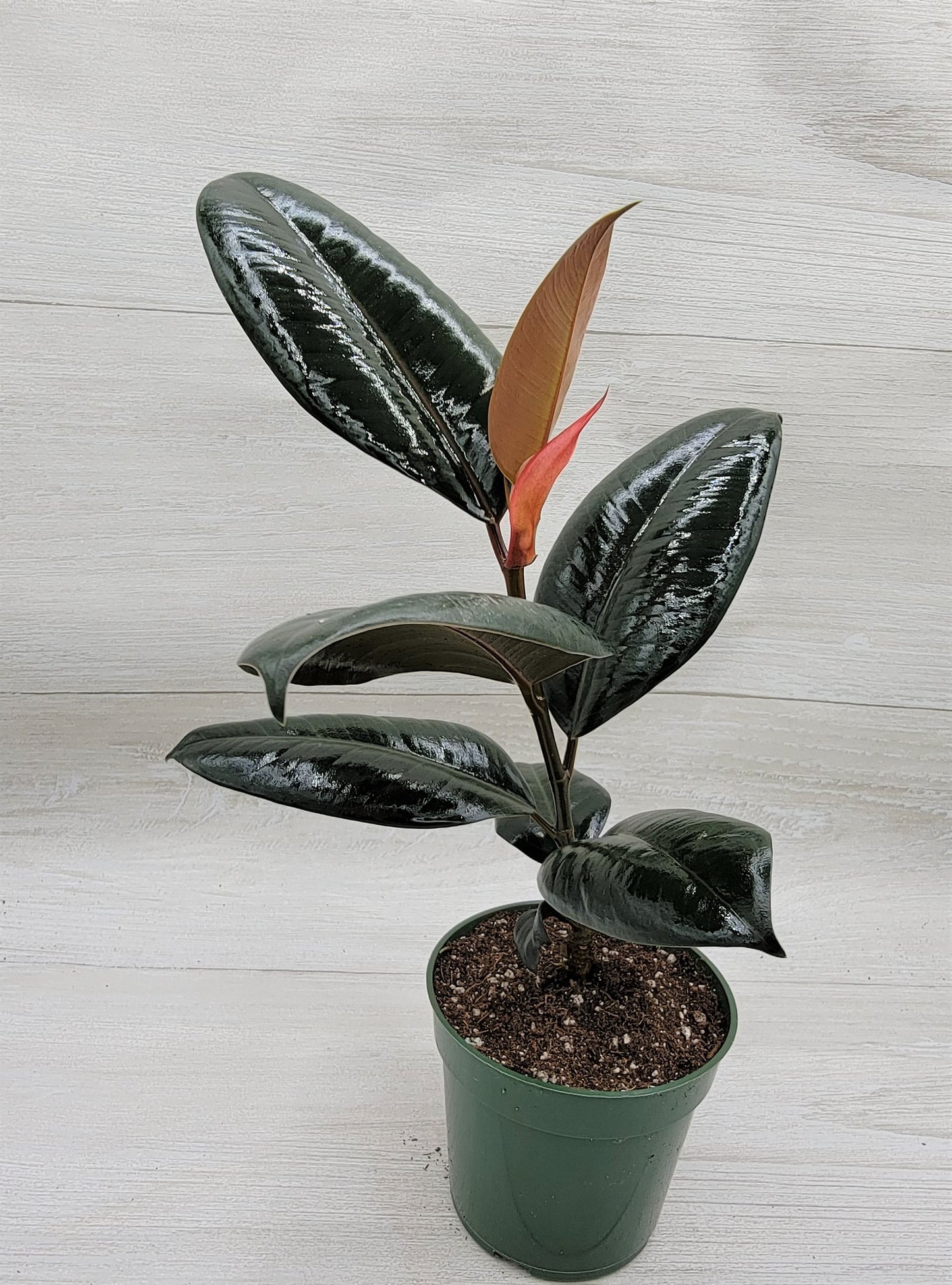 Ficus Burgundy ,Rare Variegated Rubber Plant ,Ficus Elastica Burgundy ,Rubber tree,  Live Rare Exotic Tropical Indoor House Plants Easy to Grow Housewarming Gift Decoration Gift for Home or Office By wishlistplant