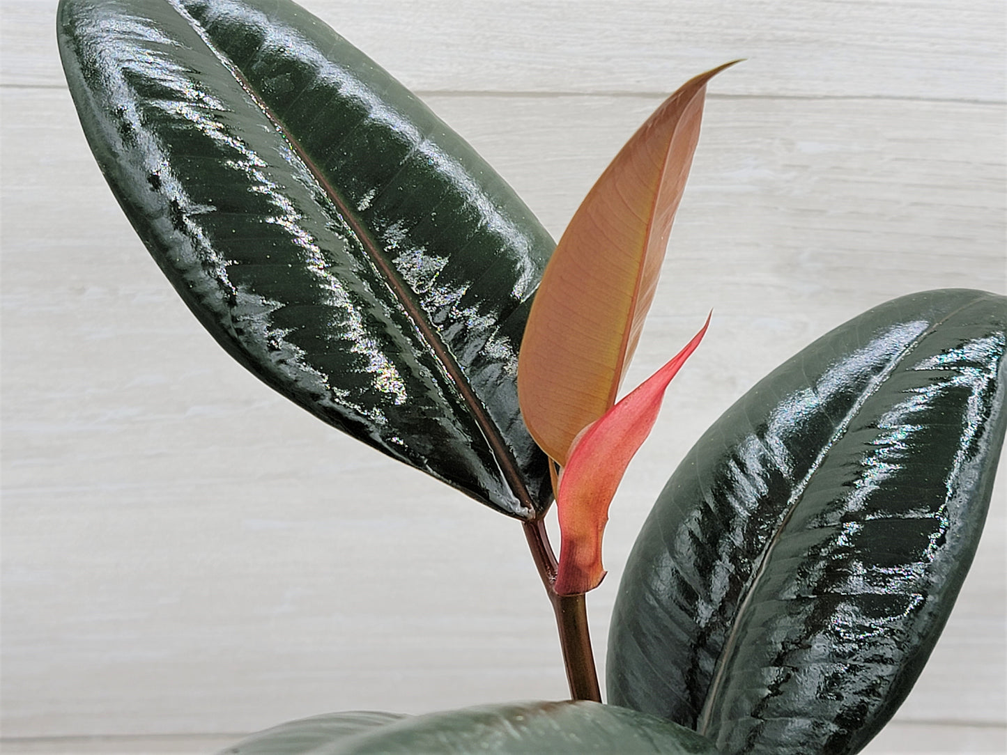 Ficus Burgundy ,Rare Variegated Rubber Plant ,Ficus Elastica Burgundy ,Rubber tree,  Live Rare Exotic Tropical Indoor House Plants Easy to Grow Housewarming Gift Decoration Gift for Home or Office By wishlistplant