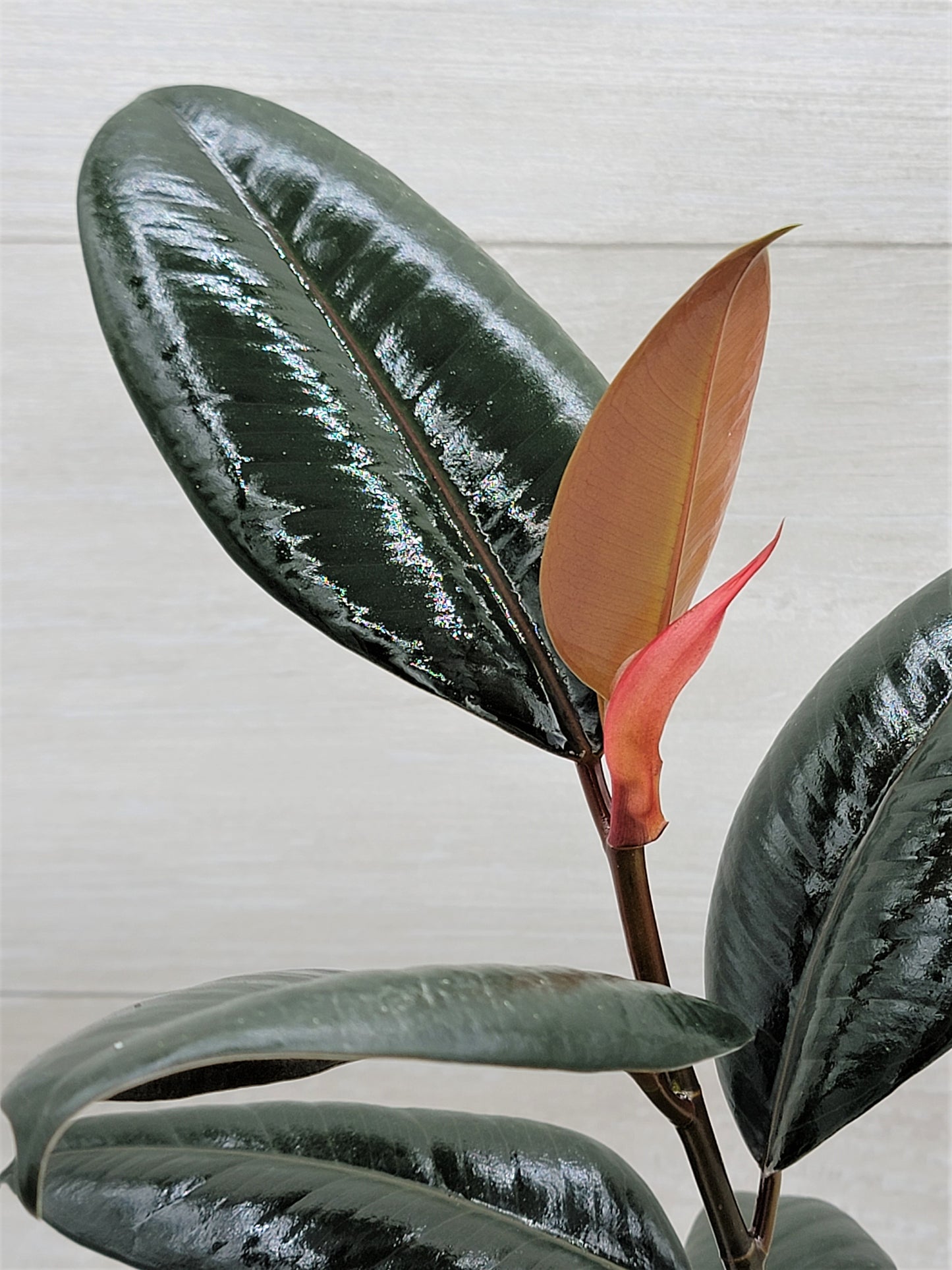 Ficus Burgundy ,Rare Variegated Rubber Plant ,Ficus Elastica Burgundy ,Rubber tree,  Live Rare Exotic Tropical Indoor House Plants Easy to Grow Housewarming Gift Decoration Gift for Home or Office By wishlistplant