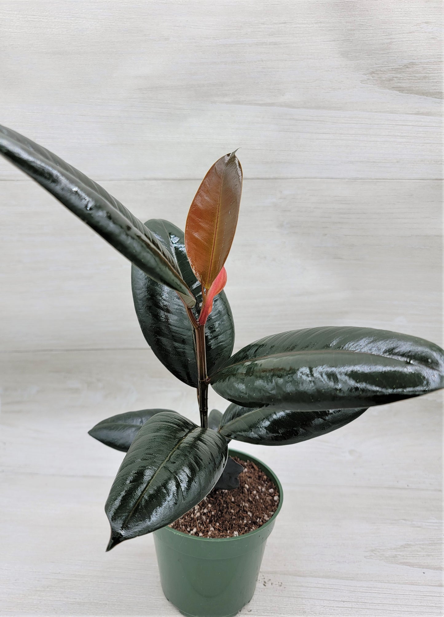 Ficus Burgundy ,Rare Variegated Rubber Plant ,Ficus Elastica Burgundy ,Rubber tree,  Live Rare Exotic Tropical Indoor House Plants Easy to Grow Housewarming Gift Decoration Gift for Home or Office By wishlistplant