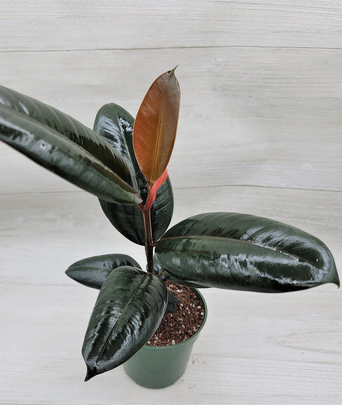 Ficus Burgundy ,Rare Variegated Rubber Plant ,Ficus Elastica Burgundy ,Rubber tree,  Live Rare Exotic Tropical Indoor House Plants Easy to Grow Housewarming Gift Decoration Gift for Home or Office By wishlistplant