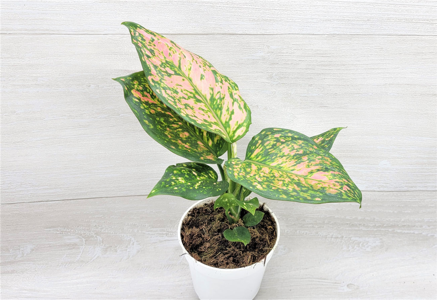 Aglaonema Wishes, Aglaonema Pink Lady Valentine , Chinese Evergreen, Aglaonema Lucky Red   Live Rare Exotic Tropical Indoor House Plants Easy to Grow Housewarming Gift Decoration Gift for Home or Office By wishlistplant