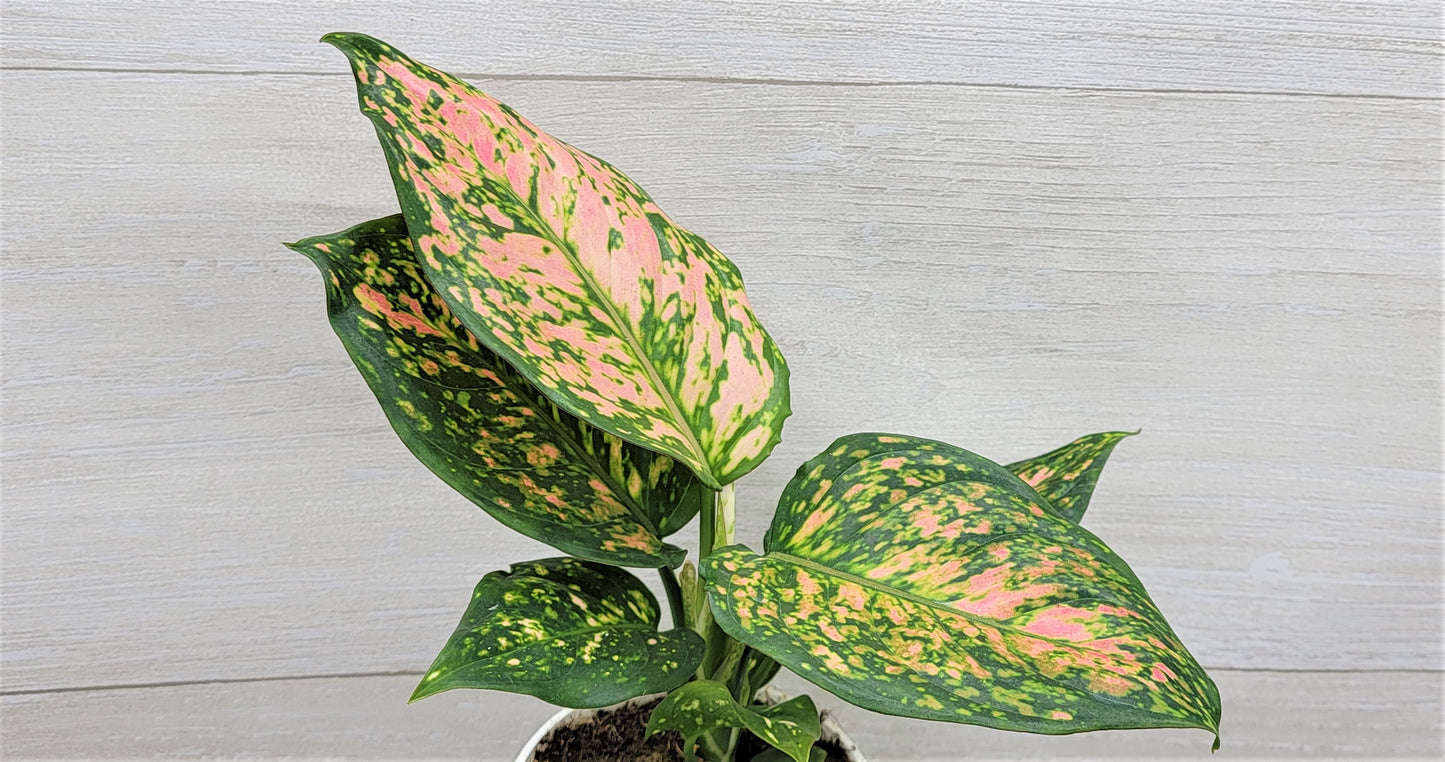 Aglaonema Wishes, Aglaonema Pink Lady Valentine , Chinese Evergreen, Aglaonema Lucky Red   Live Rare Exotic Tropical Indoor House Plants Easy to Grow Housewarming Gift Decoration Gift for Home or Office By wishlistplant