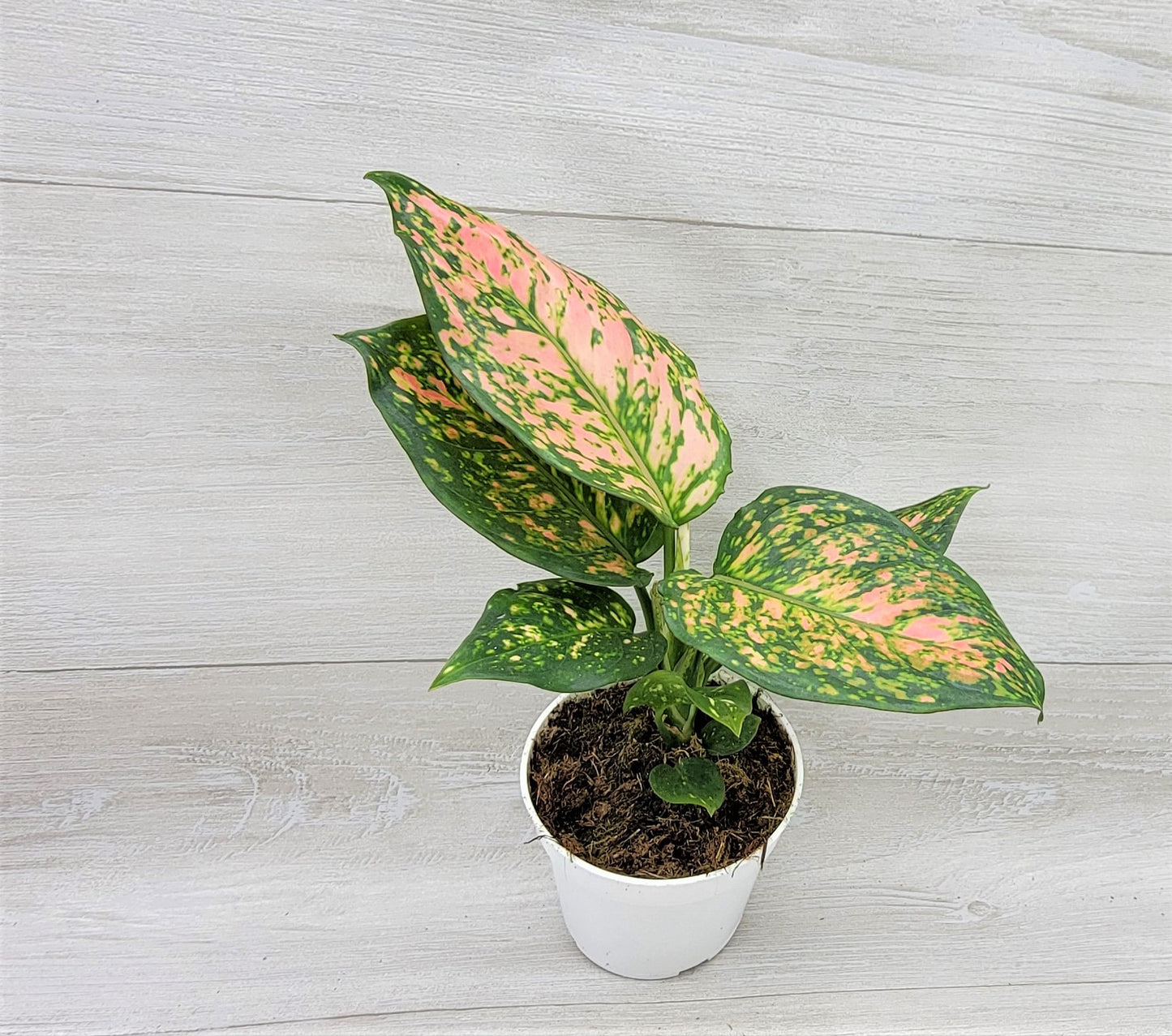 Aglaonema Wishes, Aglaonema Pink Lady Valentine , Chinese Evergreen, Aglaonema Lucky Red   Live Rare Exotic Tropical Indoor House Plants Easy to Grow Housewarming Gift Decoration Gift for Home or Office By wishlistplant