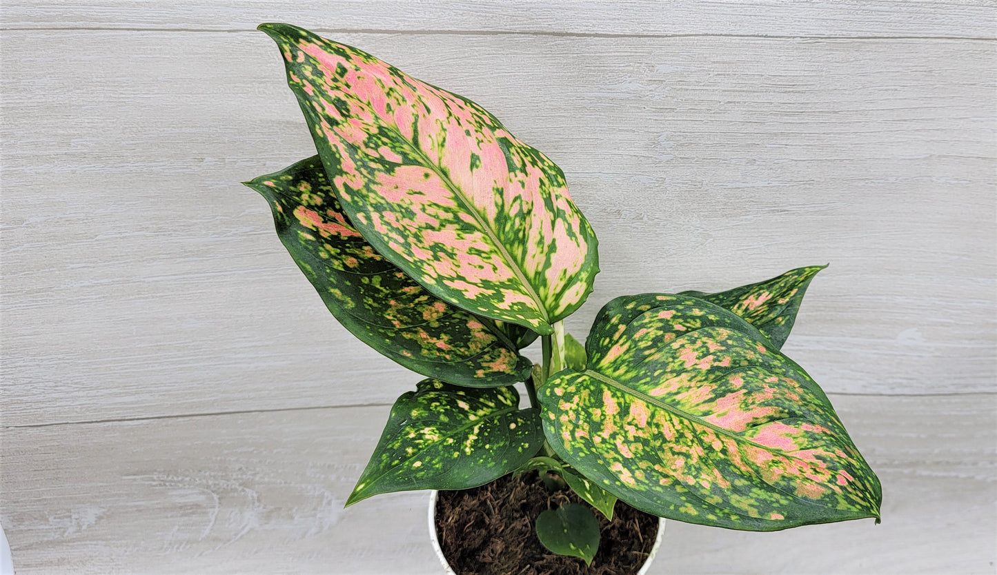 Aglaonema Wishes, Aglaonema Pink Lady Valentine , Chinese Evergreen, Aglaonema Lucky Red   Live Rare Exotic Tropical Indoor House Plants Easy to Grow Housewarming Gift Decoration Gift for Home or Office By wishlistplant