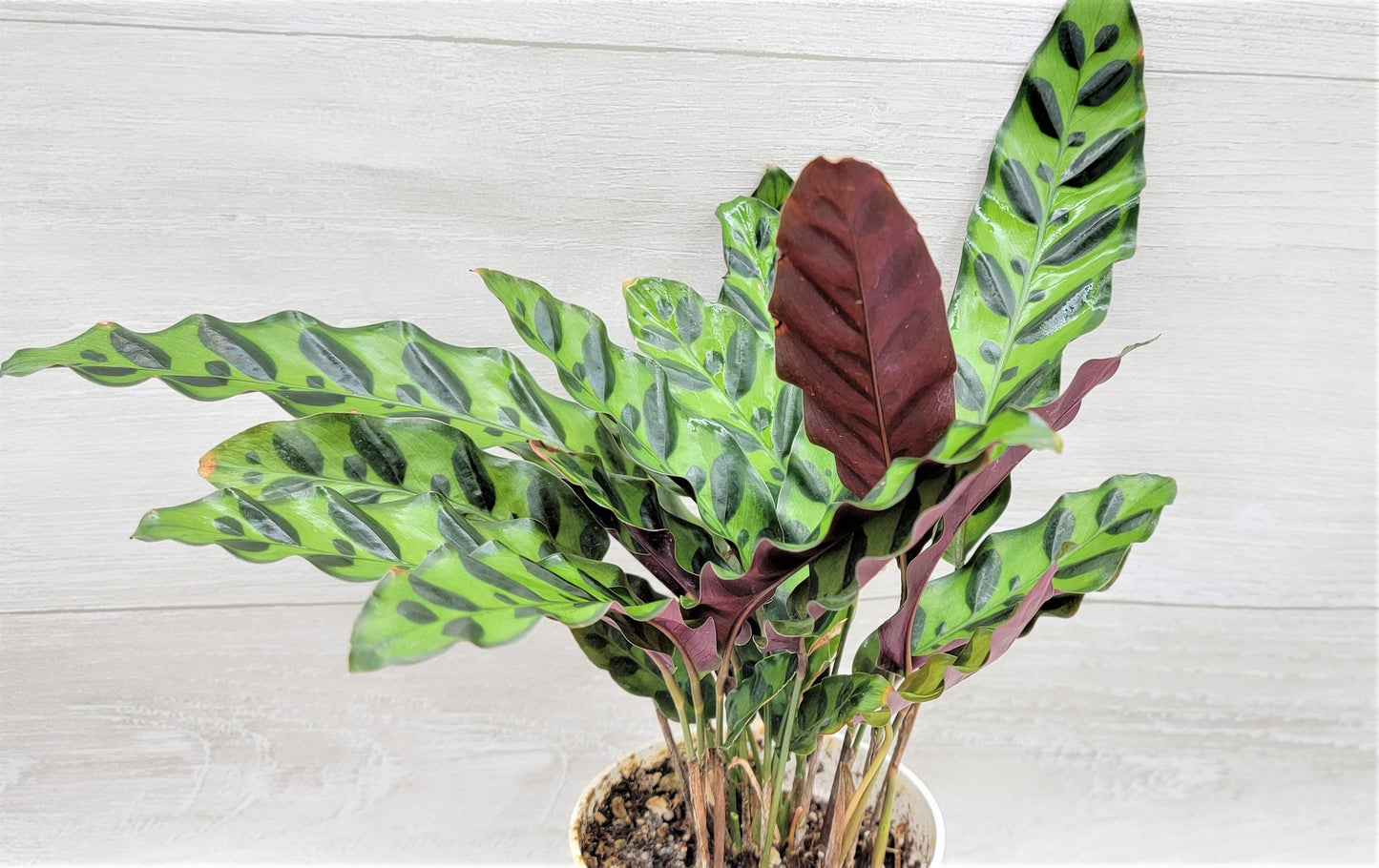 Calathea lancifolia ,Rattlesnake Plant, Prayer Plant,Calathea   Live Rare Exotic Tropical Indoor House Plants Easy to Grow Housewarming Gift Decoration Gift for Home or Office By wishlistplant