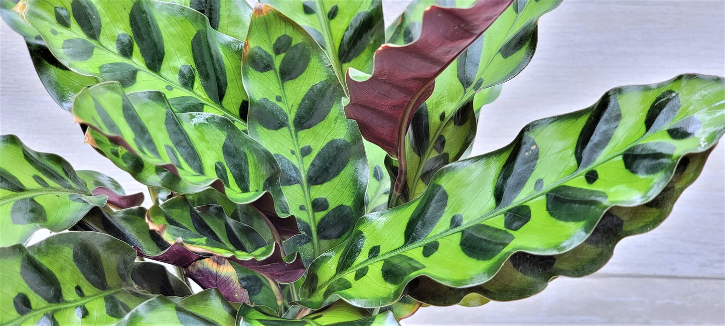 Calathea lancifolia ,Rattlesnake Plant, Prayer Plant,Calathea   Live Rare Exotic Tropical Indoor House Plants Easy to Grow Housewarming Gift Decoration Gift for Home or Office By wishlistplant