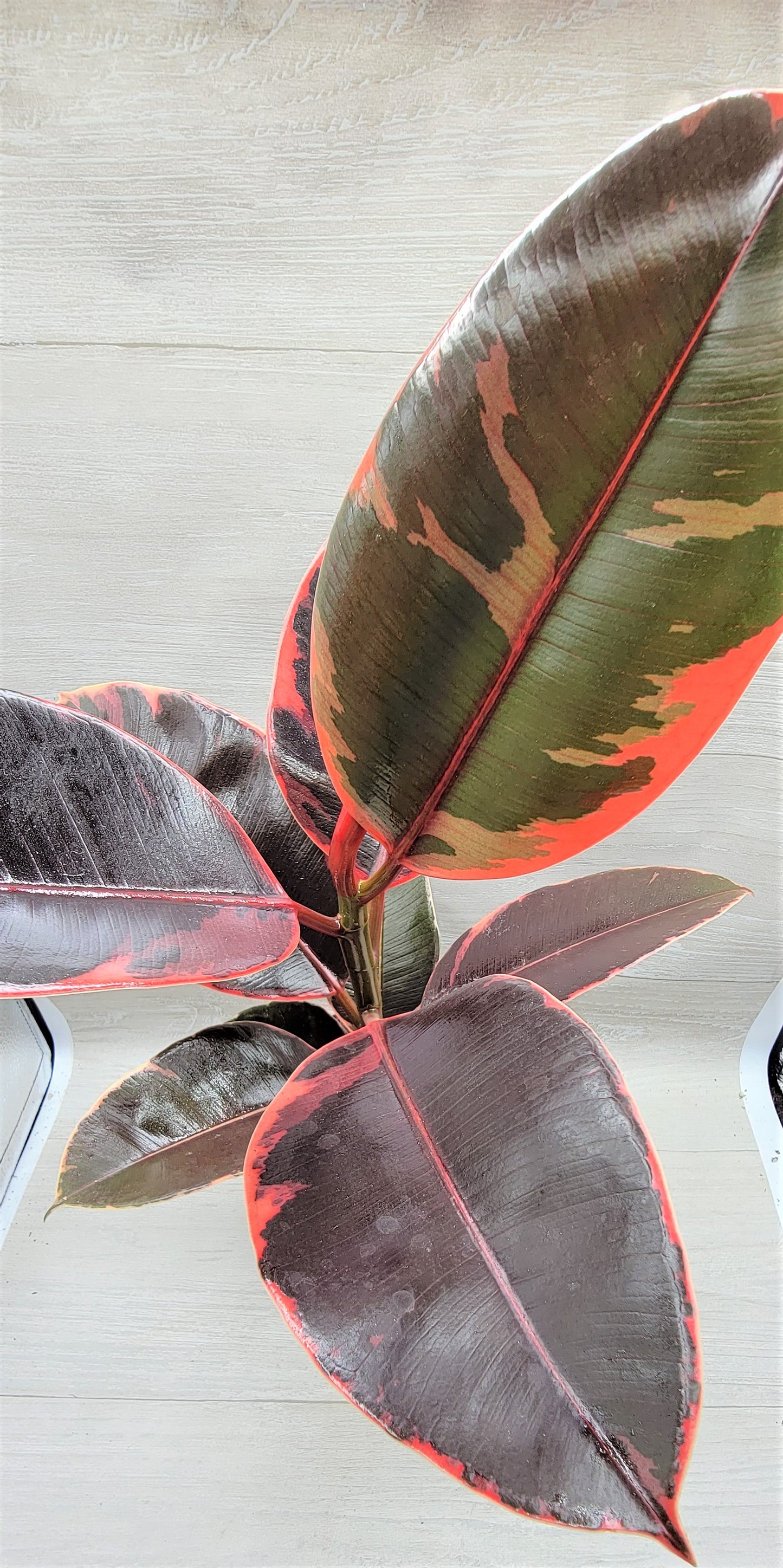 Ficus Tineke ruby, Ficus Elastica Tineke Ruby, Ficus pink Belize,Rubber Plant, Live Plants, ruby plant- in 3" Pot