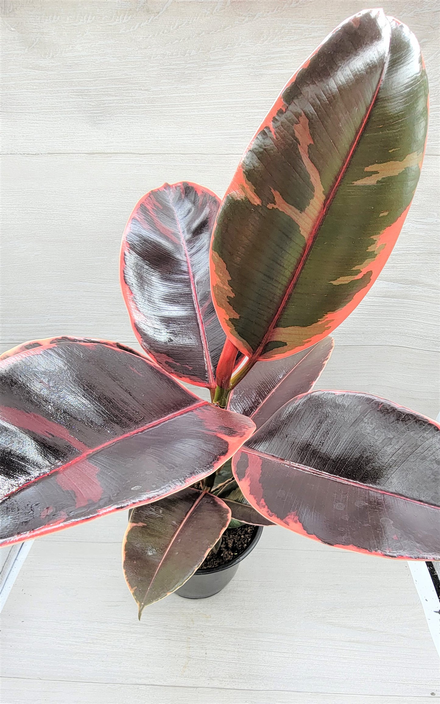 Ficus Tineke ruby, Ficus Elastica Tineke Ruby, Ficus pink Belize,Rubber Plant, Live Plants, ruby plant- in 3" Pot