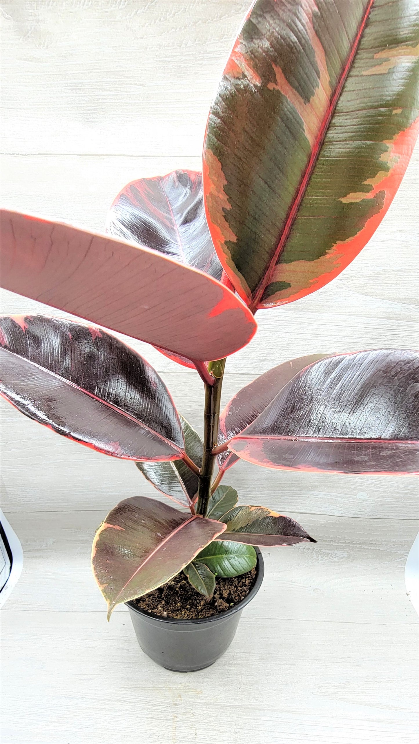 Ficus Tineke ruby, Ficus Elastica Tineke Ruby, Ficus pink Belize,Rubber Plant, Live Plants, ruby plant- in 3" Pot