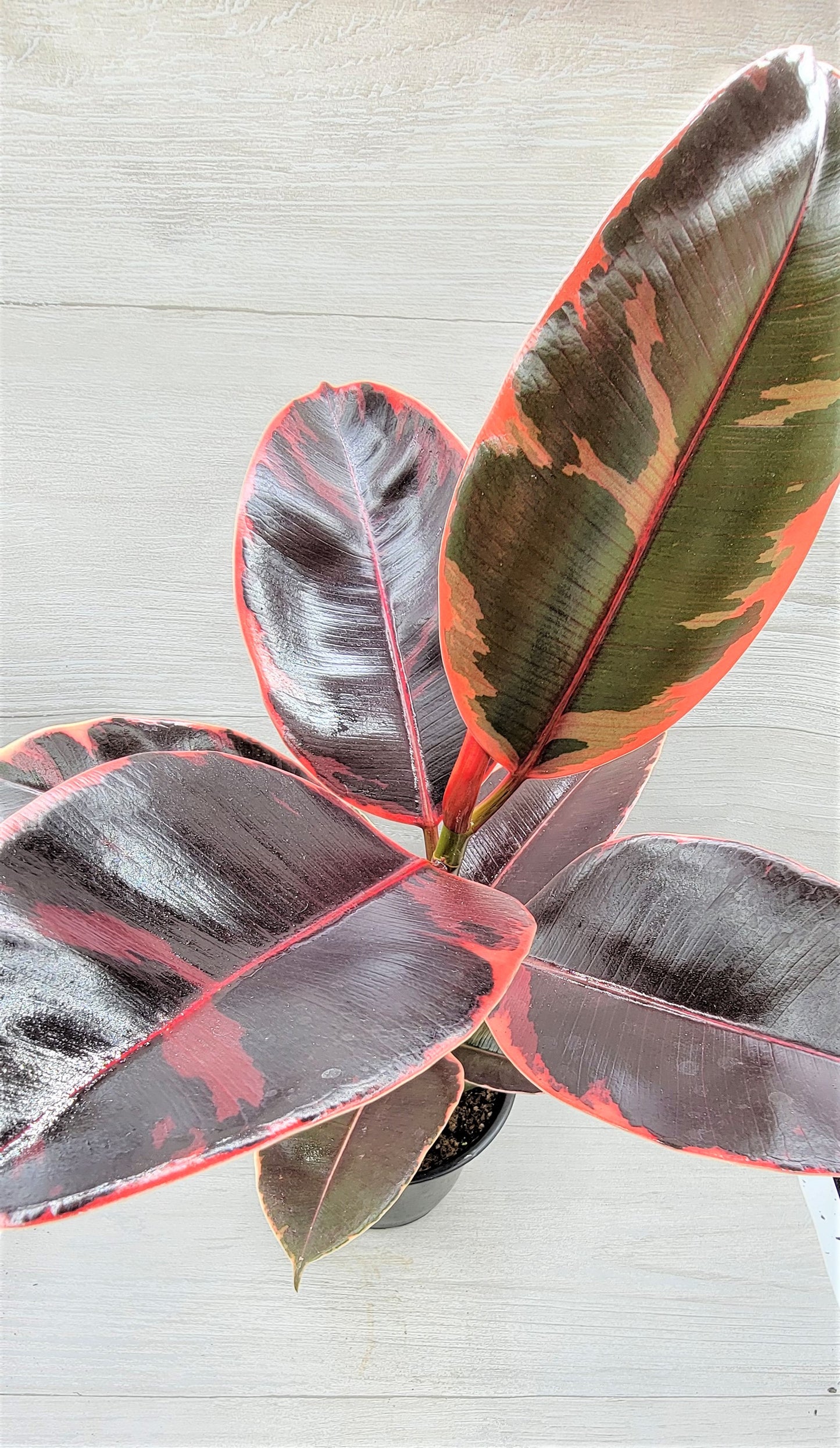 Ficus Tineke ruby, Ficus Elastica Tineke Ruby, Ficus pink Belize,Rubber Plant, Live Plants, ruby plant- in 3" Pot