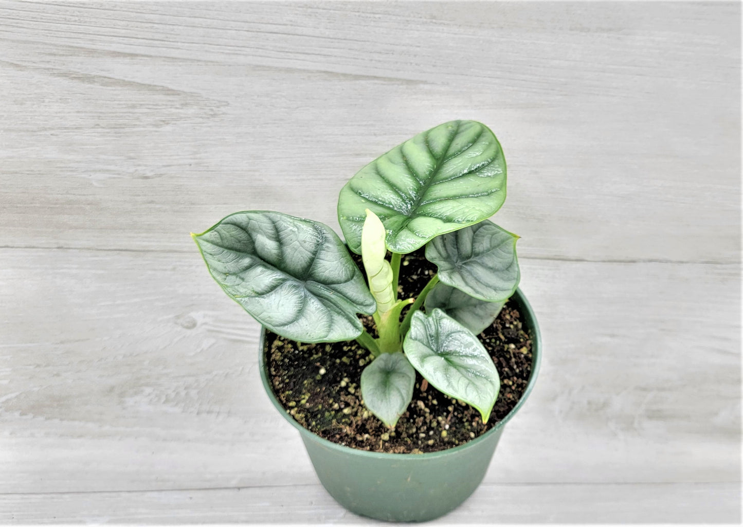 Alocasia Baginda Silver Dragon   Live Rare Exotic Tropical Indoor House Plants Easy to Grow Housewarming Gift Decoration Gift for Home or Office By wishlistplant