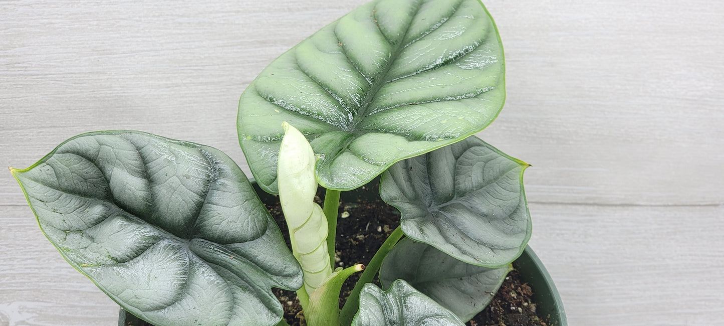 Alocasia Baginda Silver Dragon   Live Rare Exotic Tropical Indoor House Plants Easy to Grow Housewarming Gift Decoration Gift for Home or Office By wishlistplant