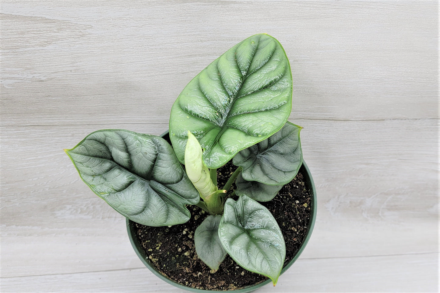 Alocasia Baginda Silver Dragon   Live Rare Exotic Tropical Indoor House Plants Easy to Grow Housewarming Gift Decoration Gift for Home or Office By wishlistplant