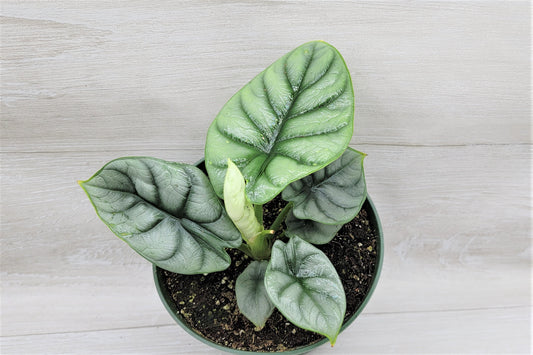 Alocasia Baginda Silver Dragon   Live Rare Exotic Tropical Indoor House Plants Easy to Grow Housewarming Gift Decoration Gift for Home or Office By wishlistplant