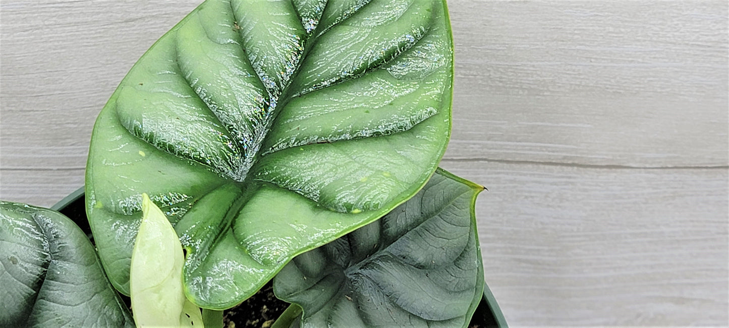 Alocasia Baginda Silver Dragon   Live Rare Exotic Tropical Indoor House Plants Easy to Grow Housewarming Gift Decoration Gift for Home or Office By wishlistplant