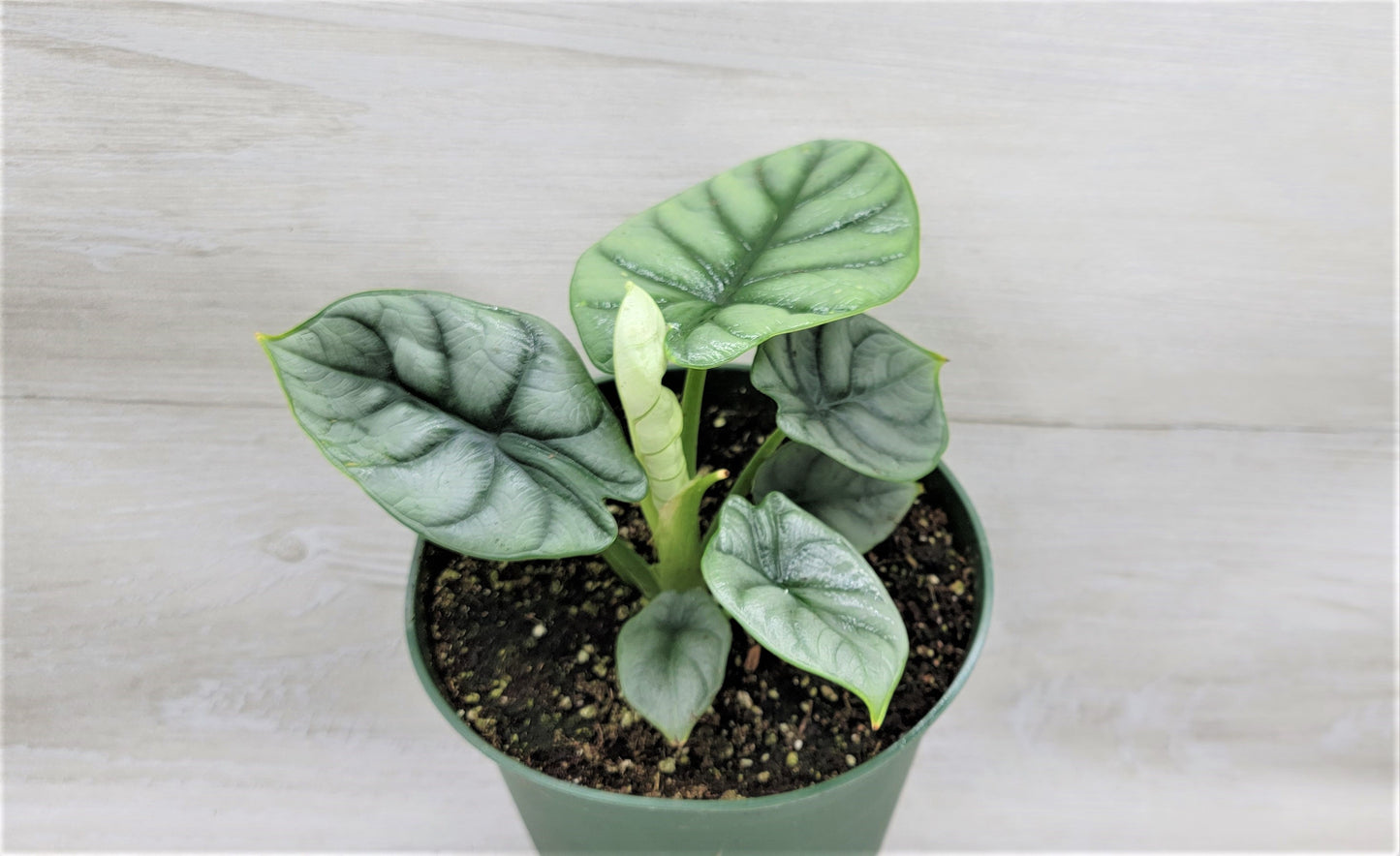 Alocasia Baginda Silver Dragon   Live Rare Exotic Tropical Indoor House Plants Easy to Grow Housewarming Gift Decoration Gift for Home or Office By wishlistplant