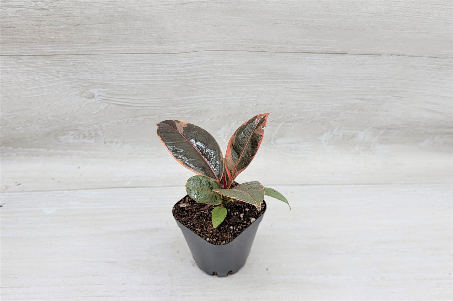 Ficus Tineke ruby, Ficus Elastica Tineke Ruby, Ficus pink Belize,Rubber Plant, Live Plants, ruby plant- in 3" Pot