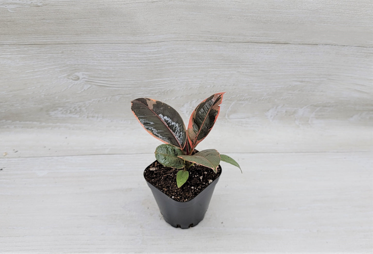 Ficus Tineke ruby, Ficus Elastica Tineke Ruby, Ficus pink Belize,Rubber Plant, Live Plants, ruby plant- in 3" Pot