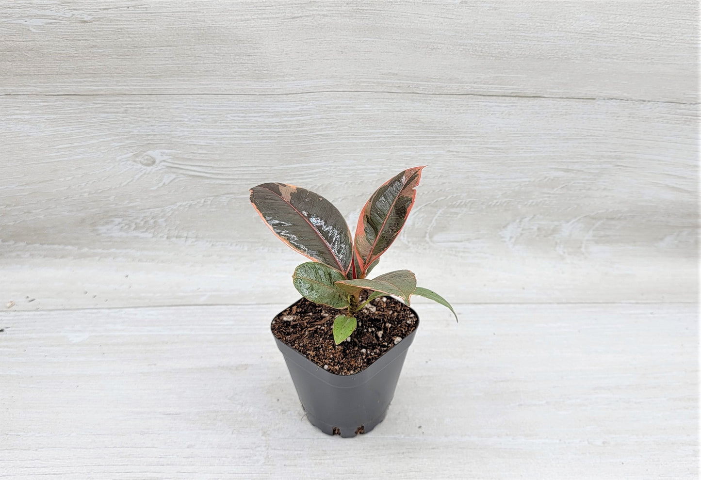 Ficus Tineke ruby, Ficus Elastica Tineke Ruby, Ficus pink Belize,Rubber Plant, Live Plants, ruby plant- in 3" Pot