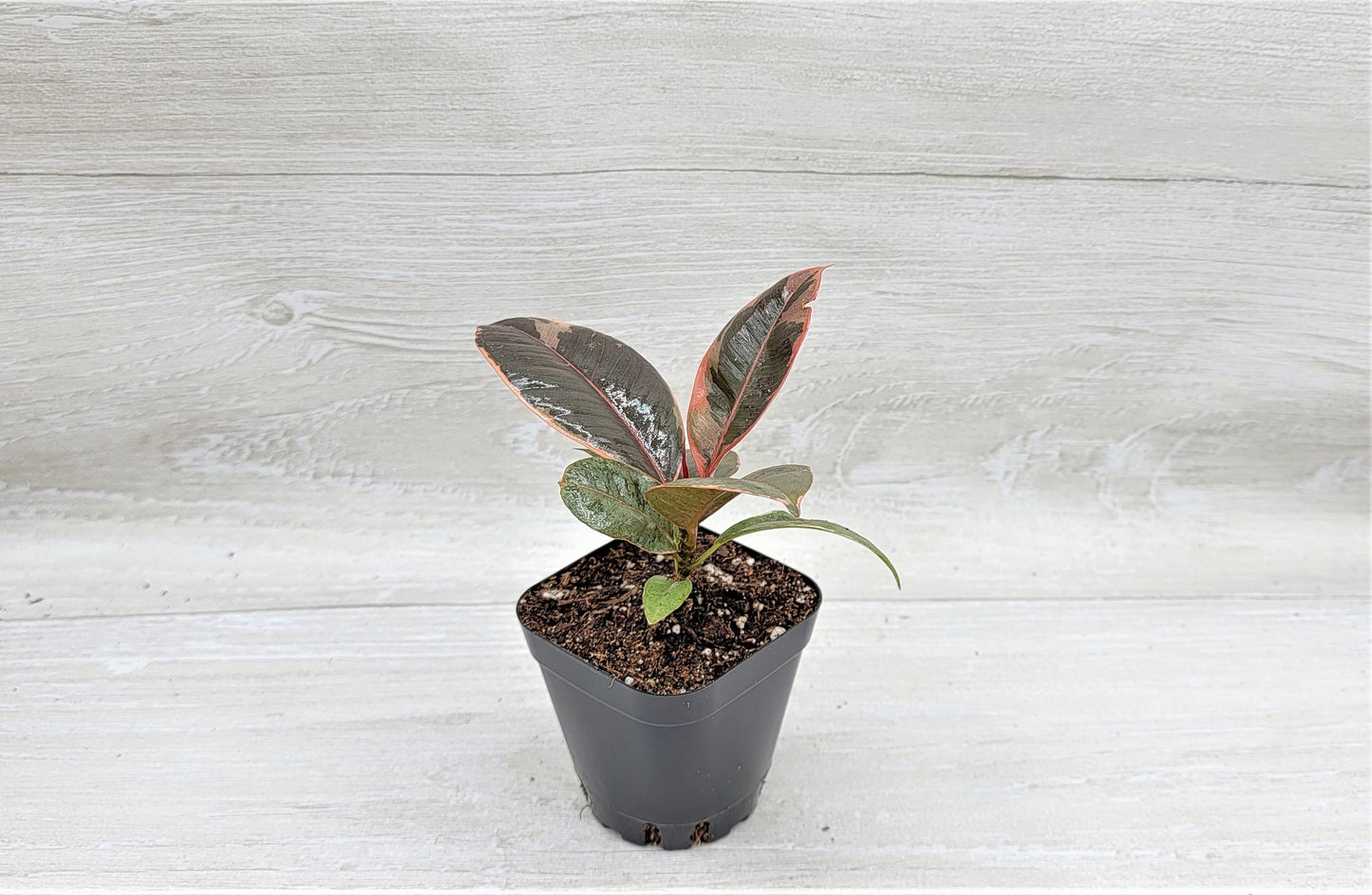 Ficus Tineke ruby, Ficus Elastica Tineke Ruby, Ficus pink Belize,Rubber Plant, Live Plants, ruby plant- in 3" Pot