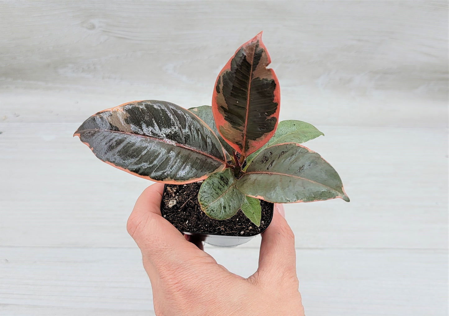 Ficus Tineke ruby, Ficus Elastica Tineke Ruby, Ficus pink Belize,Rubber Plant, Live Plants, ruby plant- in 3" Pot