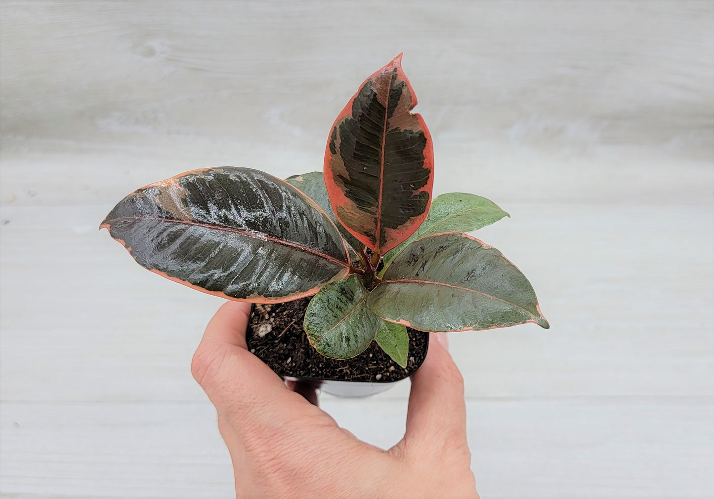 Ficus Tineke ruby, Ficus Elastica Tineke Ruby, Ficus pink Belize,Rubber Plant, Live Plants, ruby plant- in 3" Pot