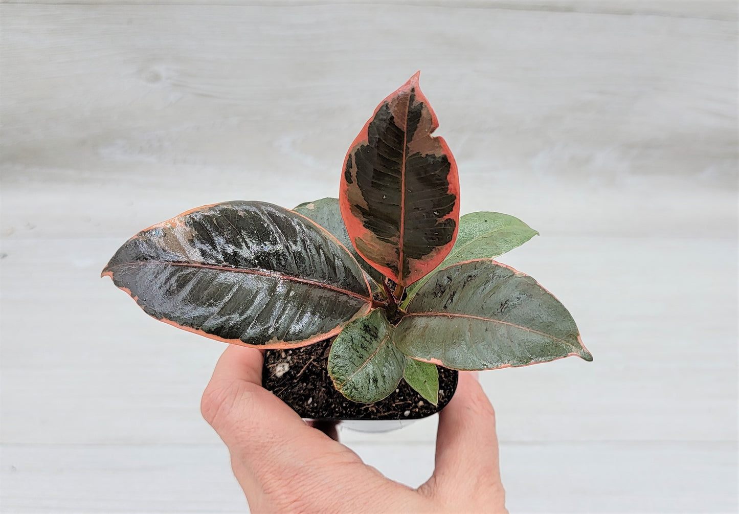 Ficus Tineke ruby, Ficus Elastica Tineke Ruby, Ficus pink Belize,Rubber Plant, Live Plants, ruby plant- in 3" Pot